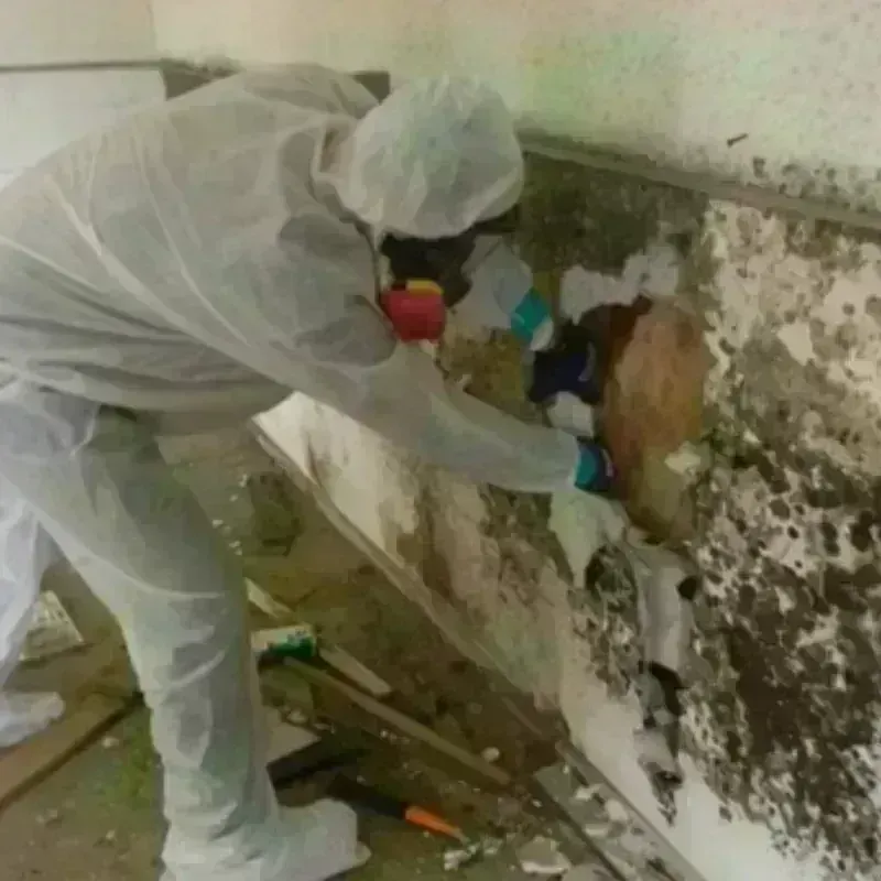 Mold Remediation and Removal in Des Moines, IA